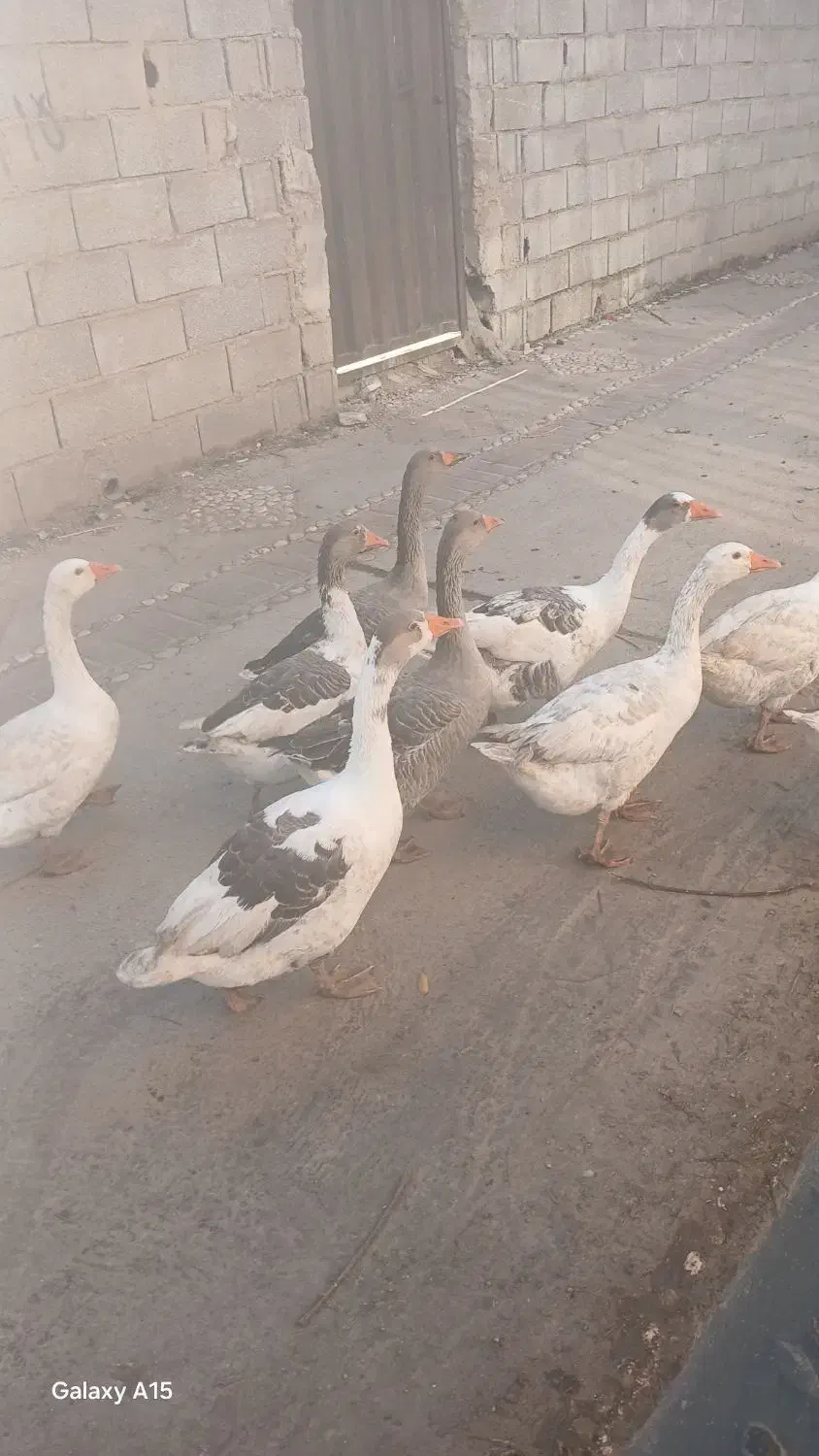 غاز فروشی|حیوانات مزرعه|آزادشهر, |دیوار