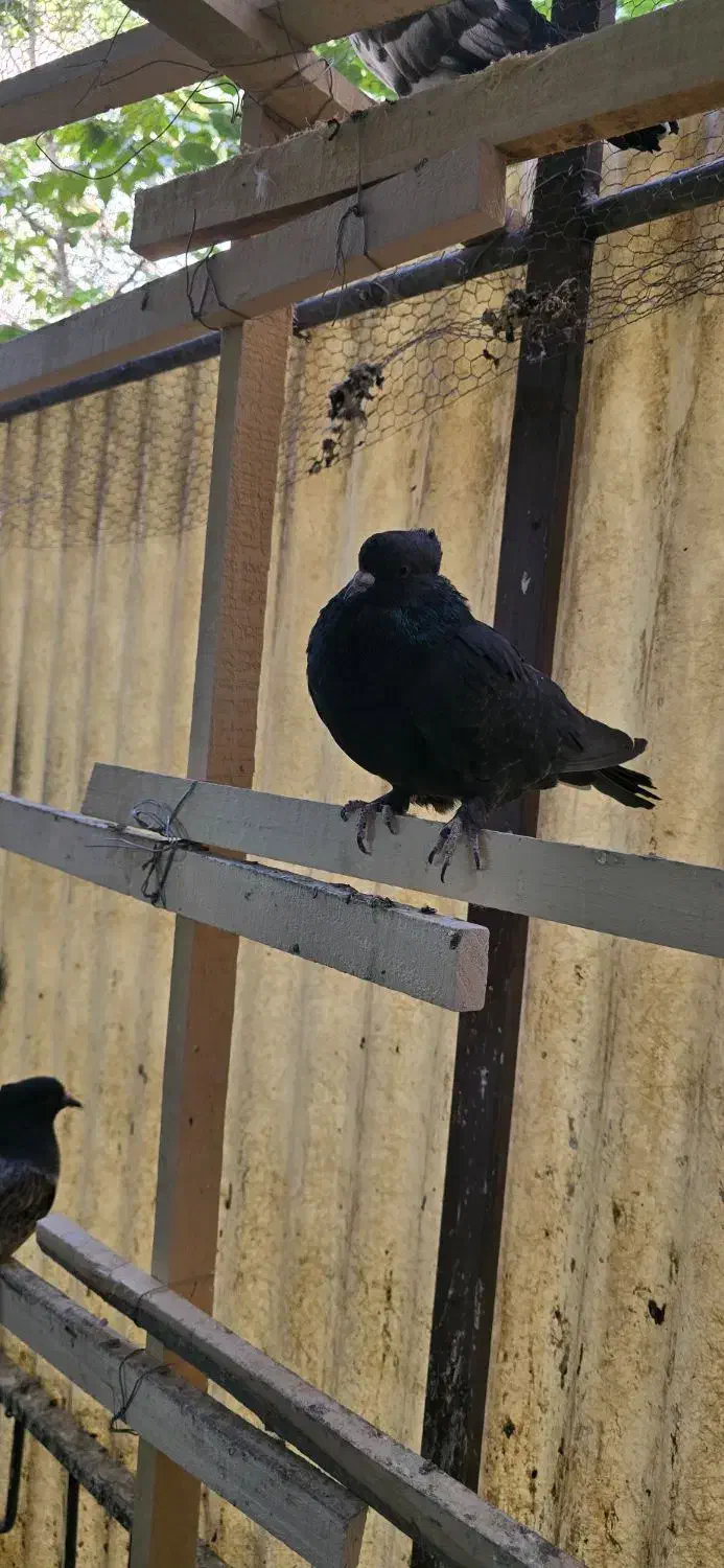 کبوتر کفتر|پرنده|تهران, سنگلج (شاپور)|دیوار