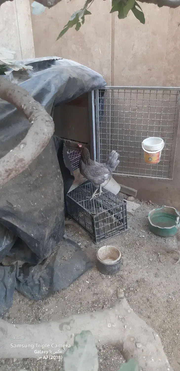 مرغ تخم گزار|حیوانات مزرعه|تهران, سردارجنگل|دیوار