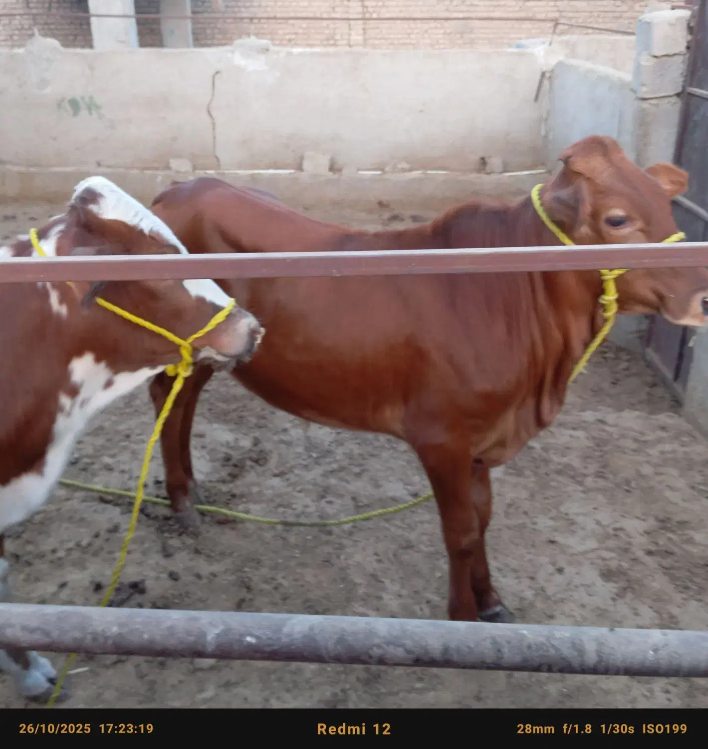 گوساله نر|حیوانات مزرعه|اهواز, پردیس|دیوار