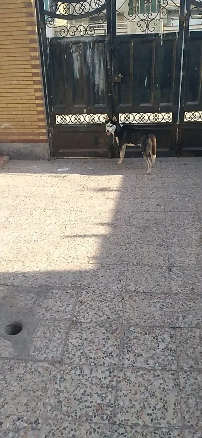 پردیس|سگ|اهواز, پردیس دو|دیوار