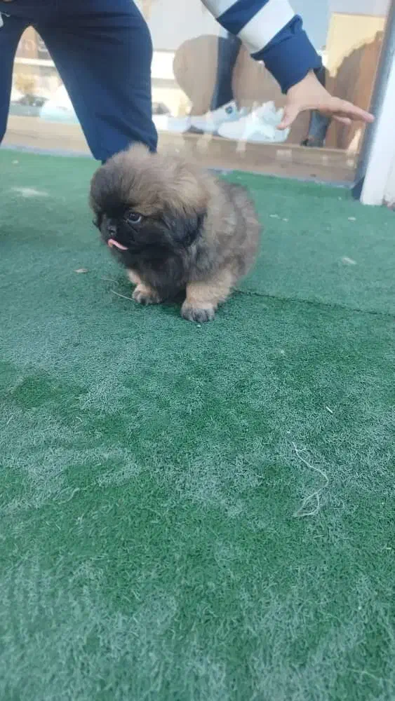 سگ پیکینیز ماده|سگ|چهاردانگه (تهران), |دیوار