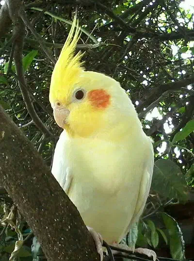 عروس هلندی گم شده|اشیا|مرند, |دیوار