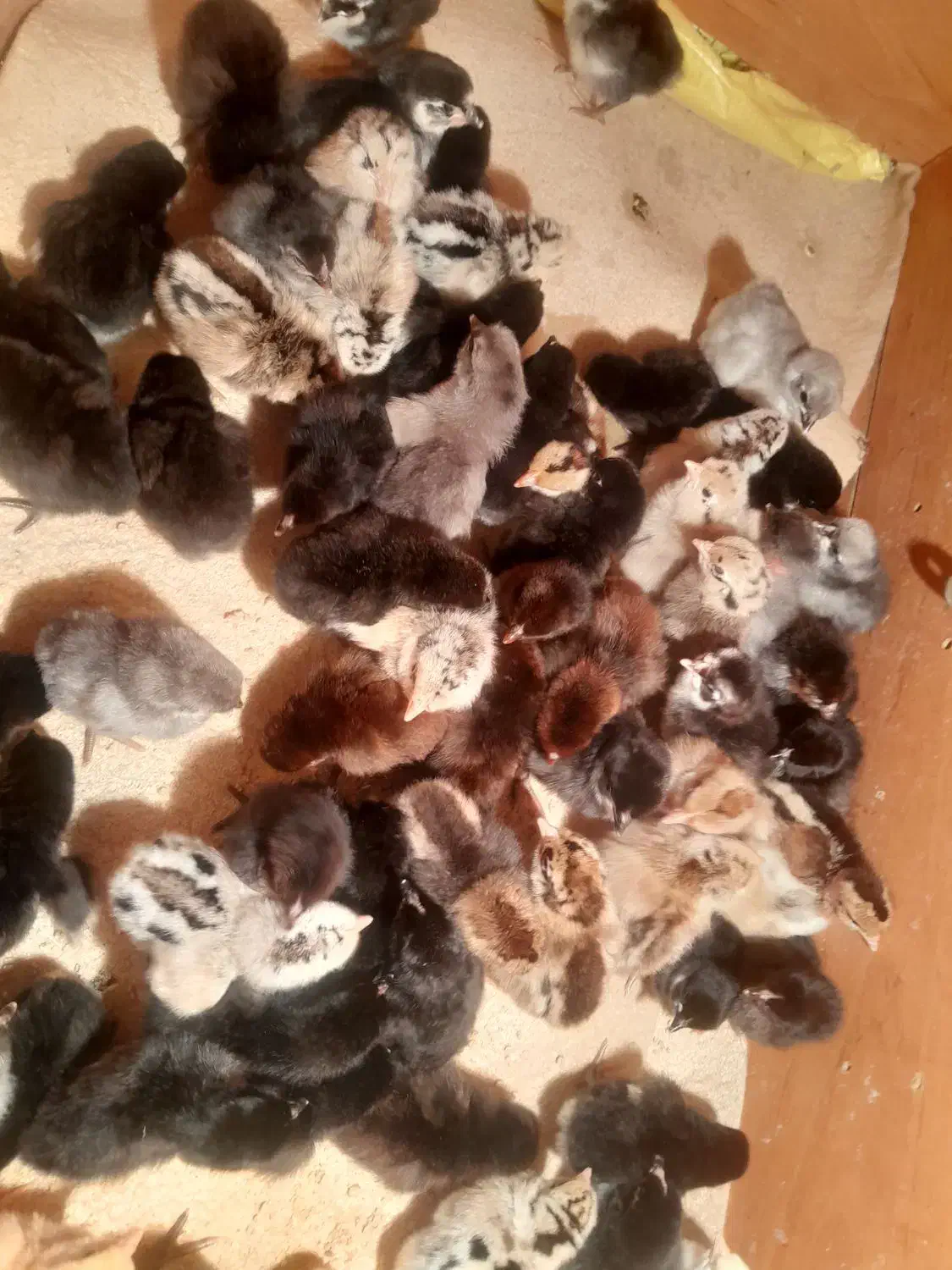 جوجه محلی|حیوانات مزرعه|دهدشت, |دیوار