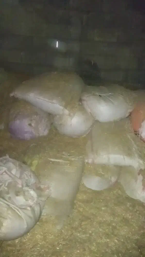 کاه|لوازم جانبی حیوانات|ایذه, |دیوار