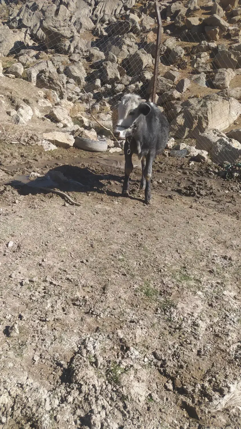 گاویا.گوساله|حیوانات مزرعه|پاپی, |دیوار