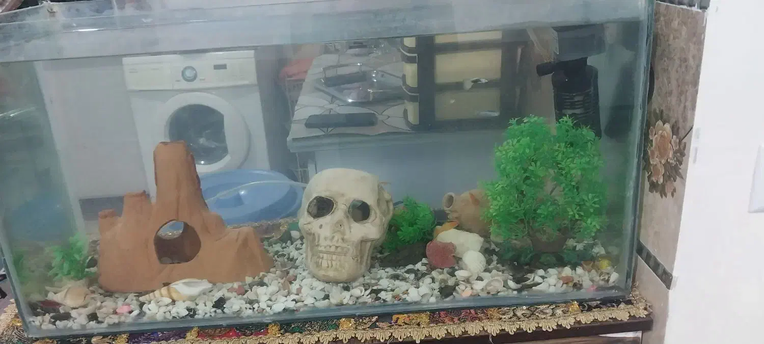 ماهی زیبا|ماهی|سنندج, |دیوار