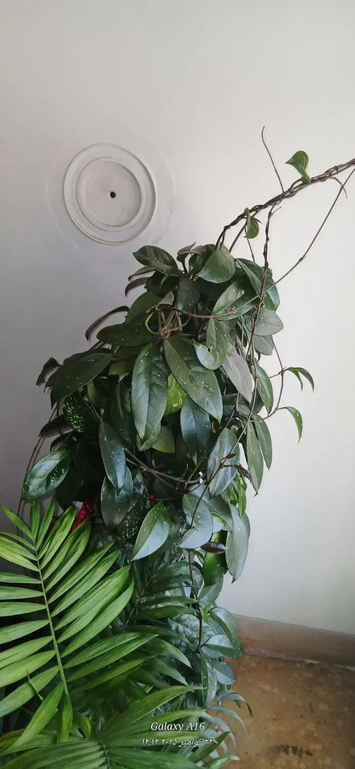 گل طبیعی|گل و گیاه طبیعی|شیراز, عادل آباد|دیوار