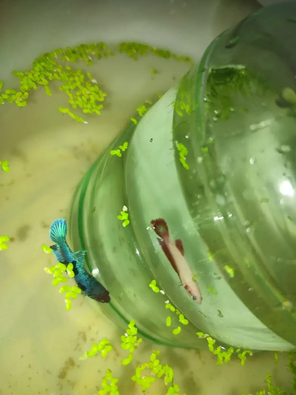 ماهی فایتر|ماهی|چناران, |دیوار