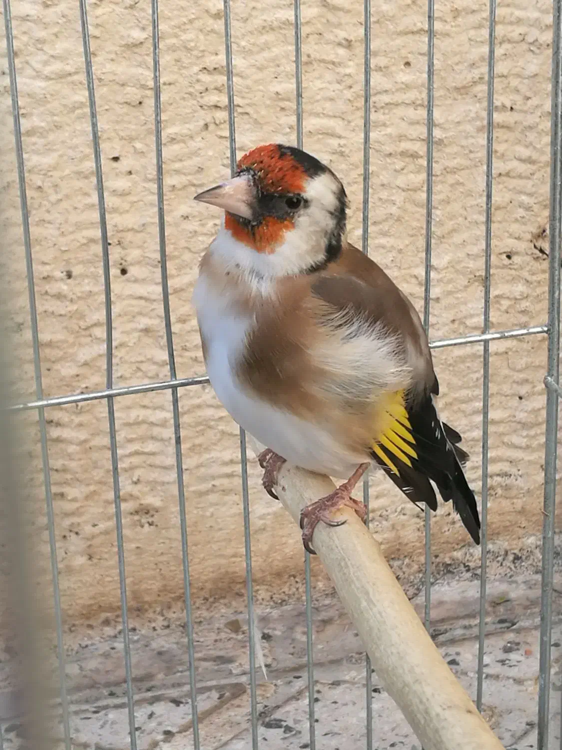 سهره ماده جوجه قفس|پرنده|کرمانشاه, |دیوار