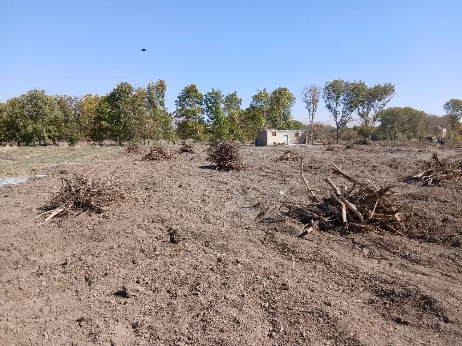 ریشه کنده شده درخت برای آتیش ذغال|عمده‌فروشی|نهاوند, |دیوار