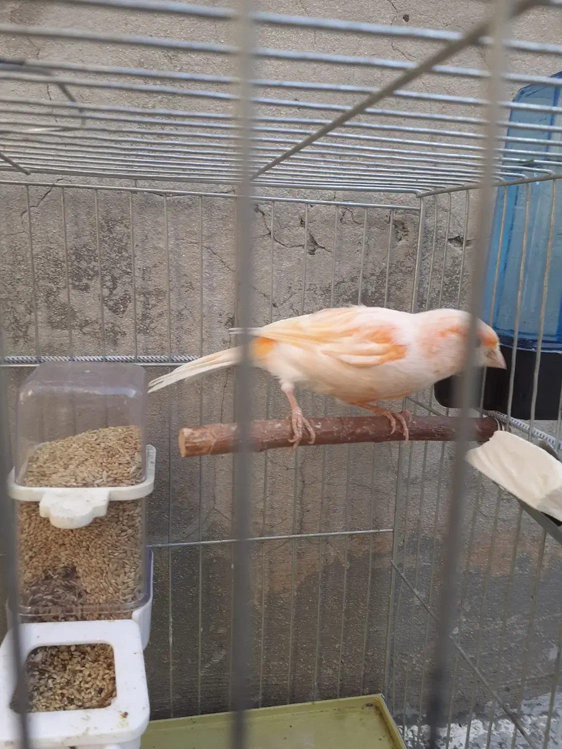 قناری ماده یک ساله|پرنده|دینور, |دیوار