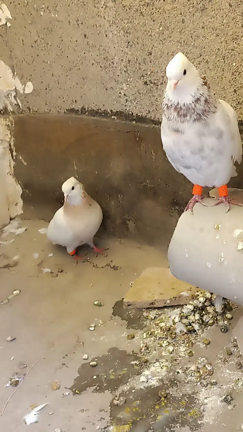 کفتر طوقی سار ساده المانی جفتگاه|پرنده|مشهد, گلشور|دیوار