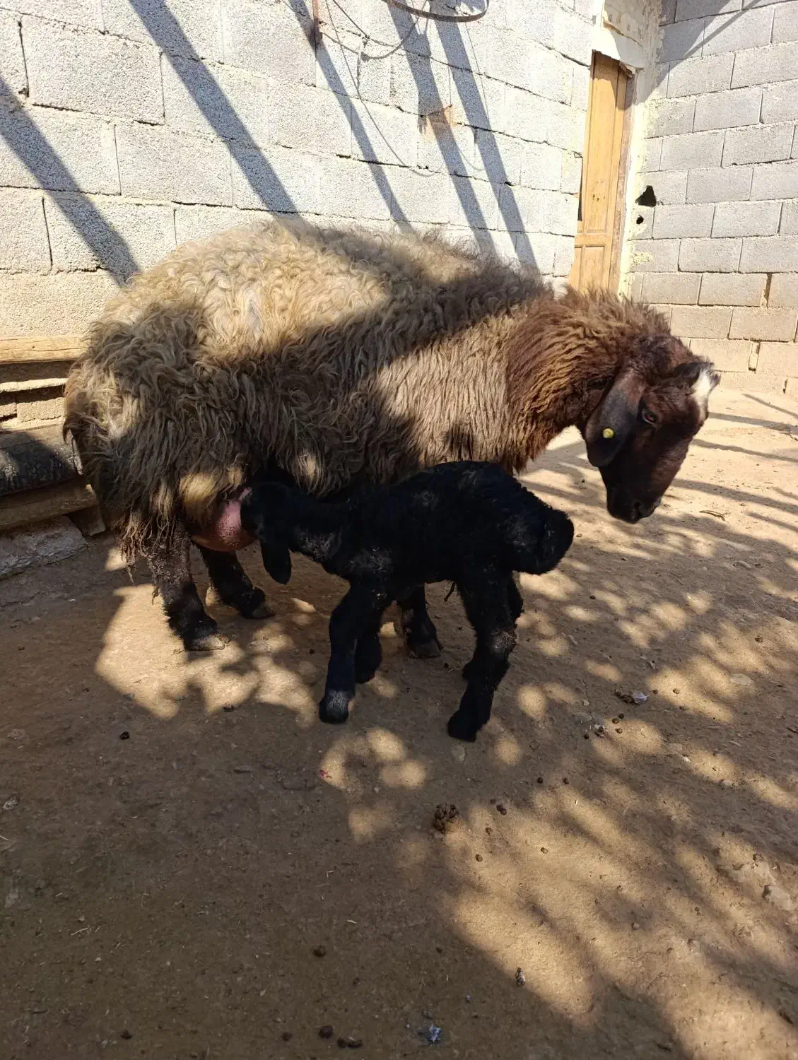 بره شیری افشاری|حیوانات مزرعه|لردگان, |دیوار