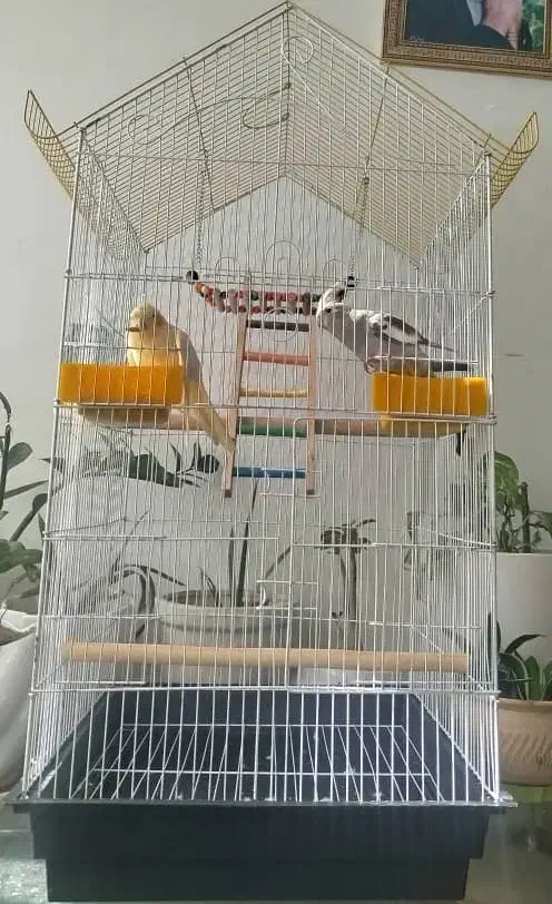 عروس هلندی دستی|پرنده|شیراز, فاضل|دیوار