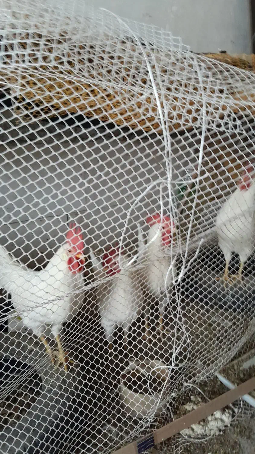 فروش خروس|پرنده|نورآباد, |دیوار