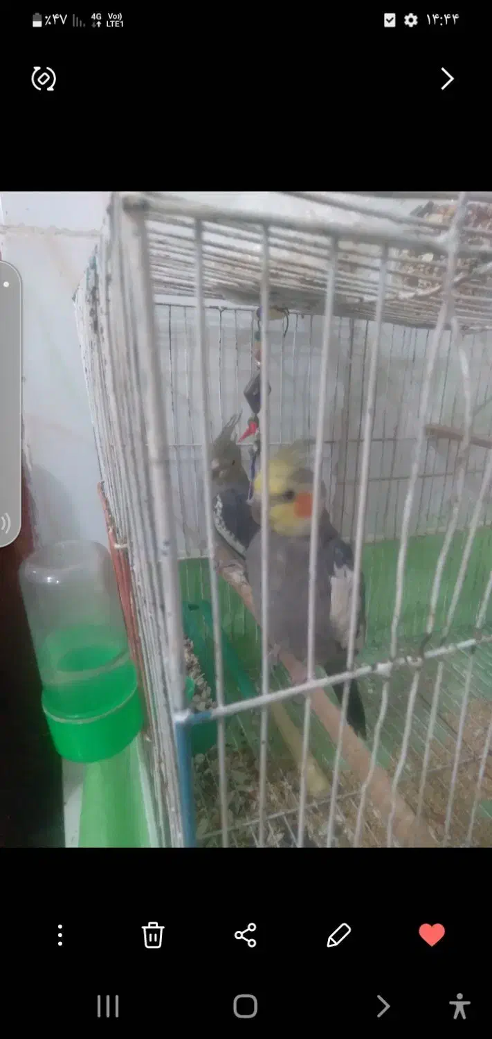 عروس هلندی|پرنده|گرگان, |دیوار