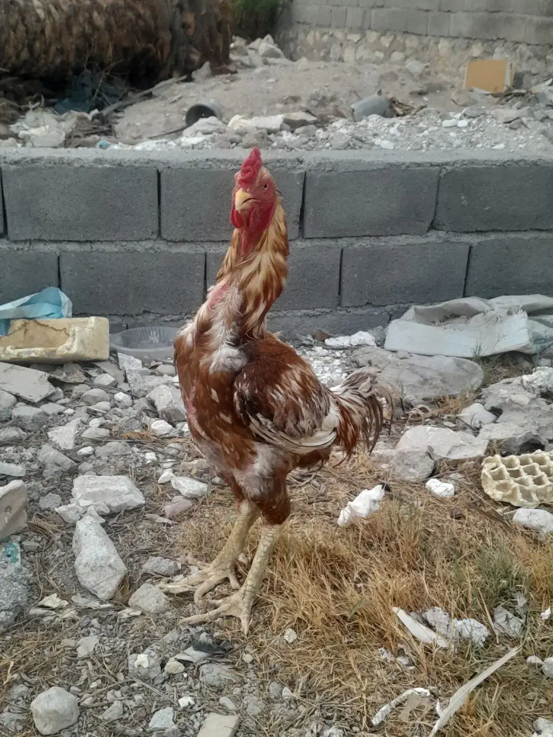 خروس لاری|حیوانات مزرعه|جم, |دیوار