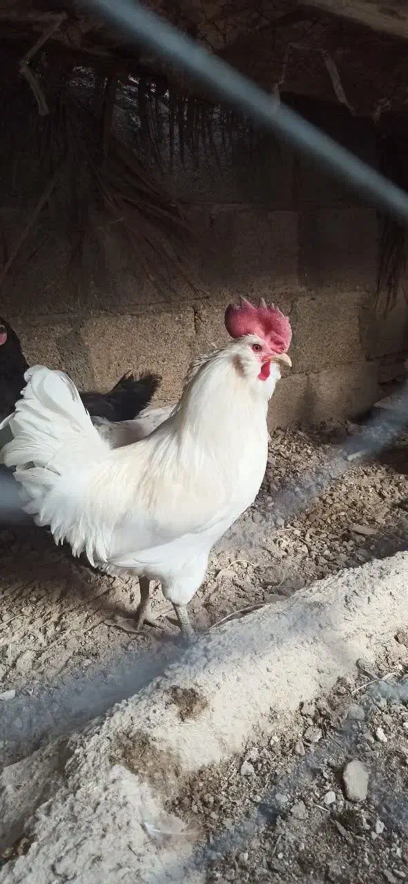 خروس سفید ریشی پا سیاه 850 ت|حیوانات مزرعه|خورموج, |دیوار