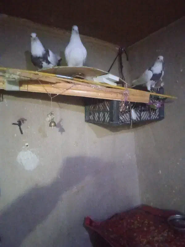 کبوتر|پرنده|کرمانشاه, |دیوار