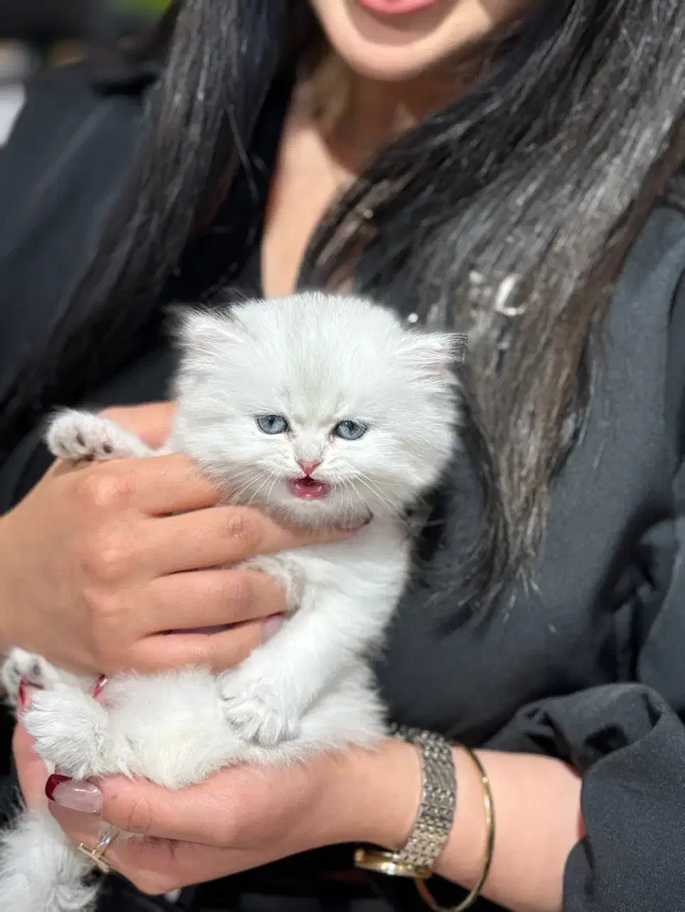 گربه بریتیش سیلور|گربه|تهران, آسمان|دیوار