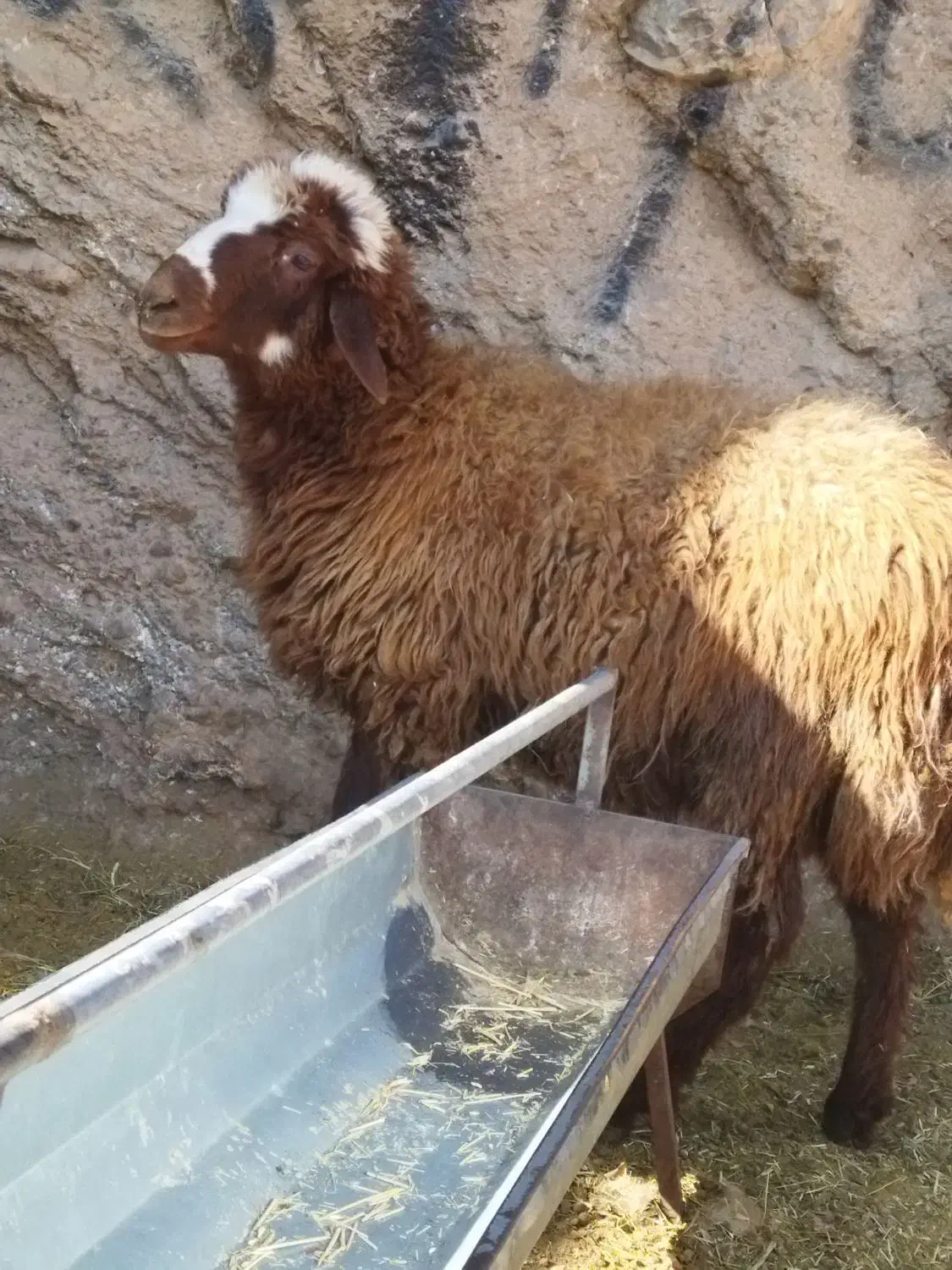 یک عدد توخلی نر درشت افشار برای توخملوخ|حیوانات مزرعه|بازرگان, |دیوار