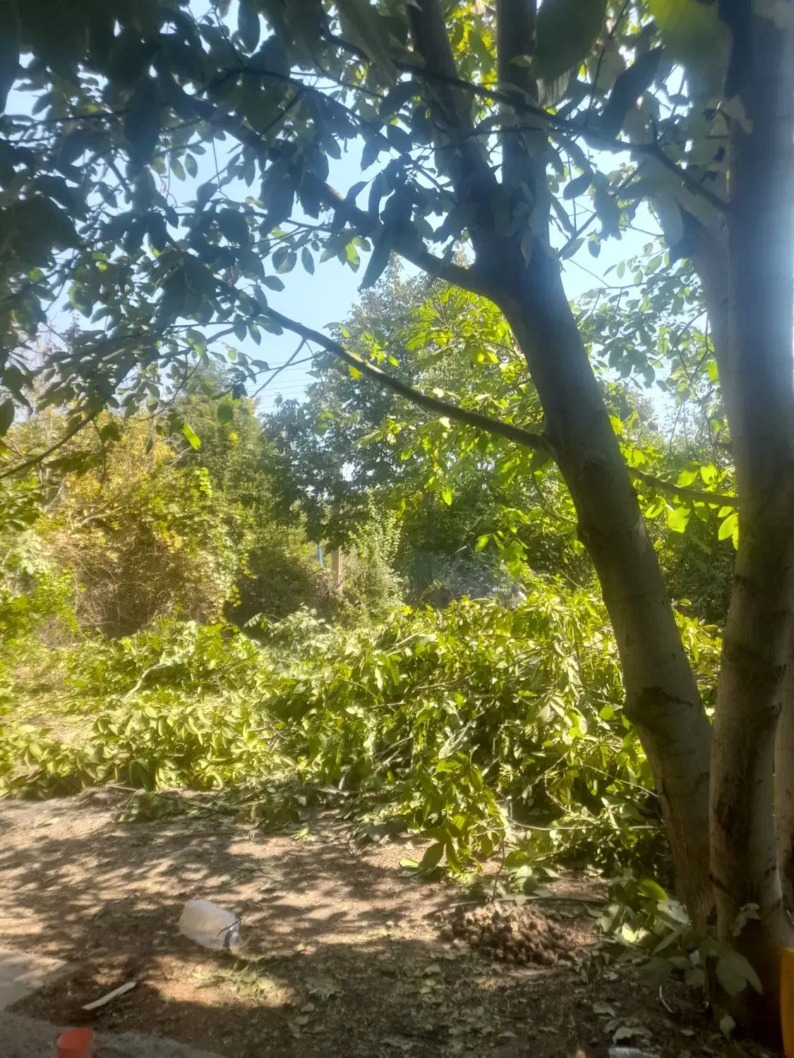 ۶۵۰متر زمین مناسب آهن فروشی جهت اجاره|اجارهٔ دفتر صنعتی، کشاورزی، تجاری|الشتر, |دیوار