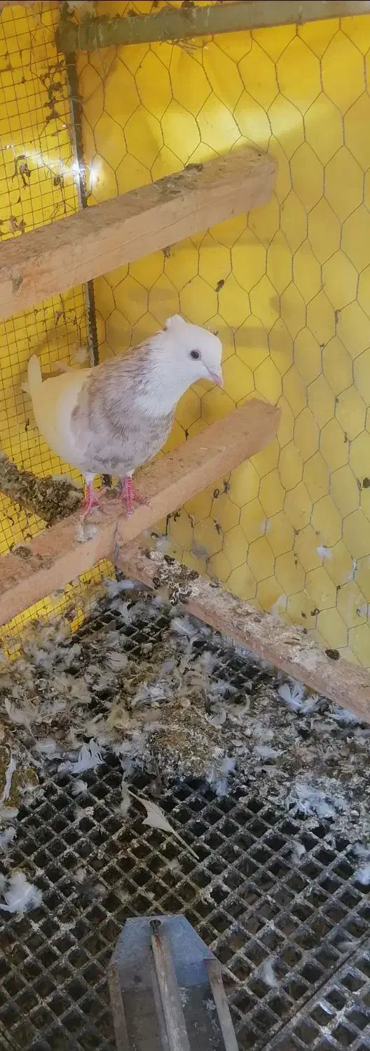 طوقی اجری خال سرکه ای نر|پرنده|سنندج, |دیوار