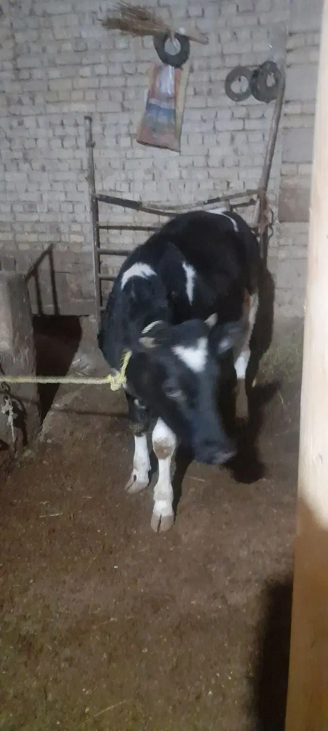 تلیسه  هفت ماهه|حیوانات مزرعه|لیلان, |دیوار