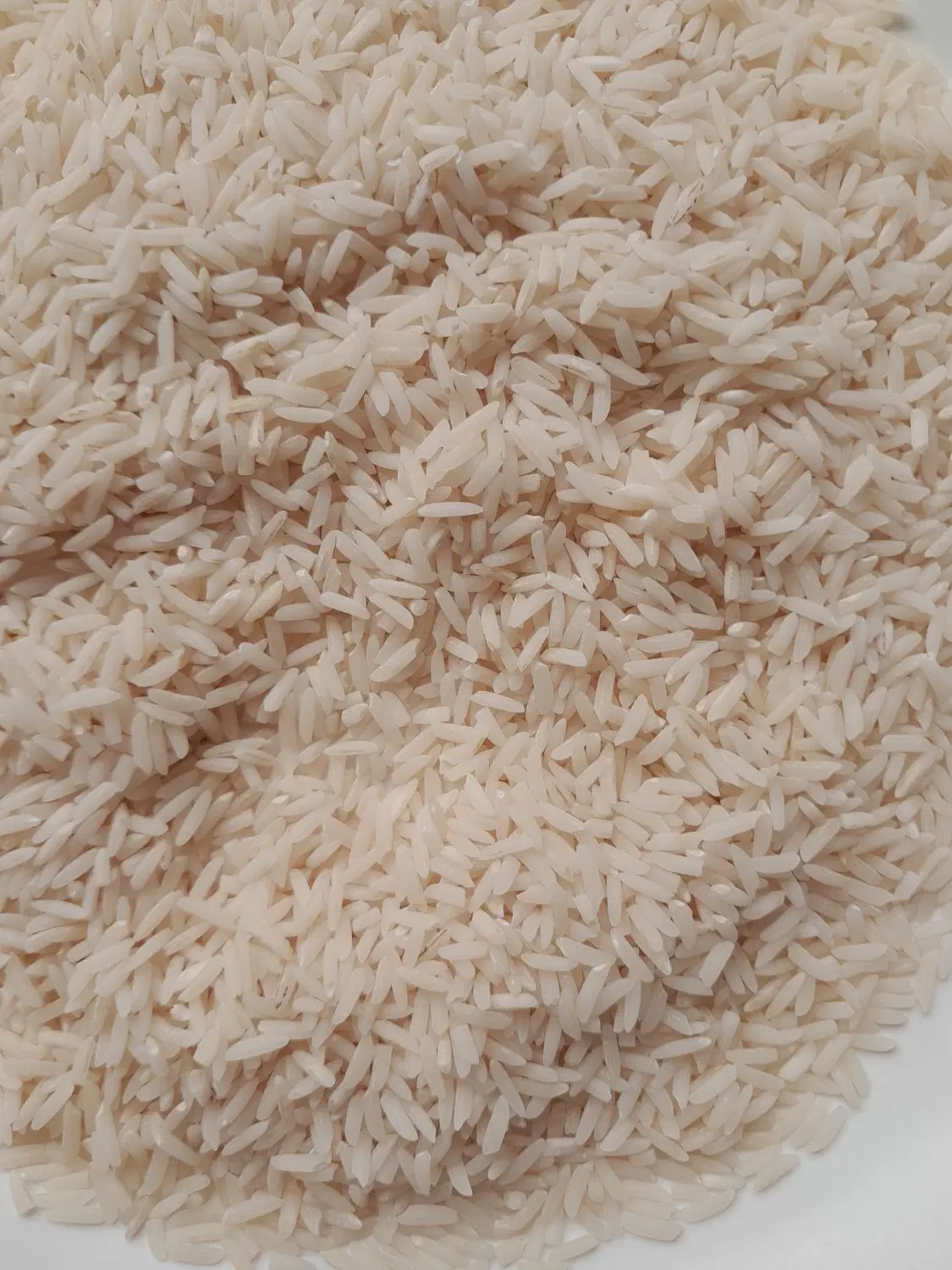 گیل شالی|خوردنی و آشامیدنی|رشت, جانبازان|دیوار