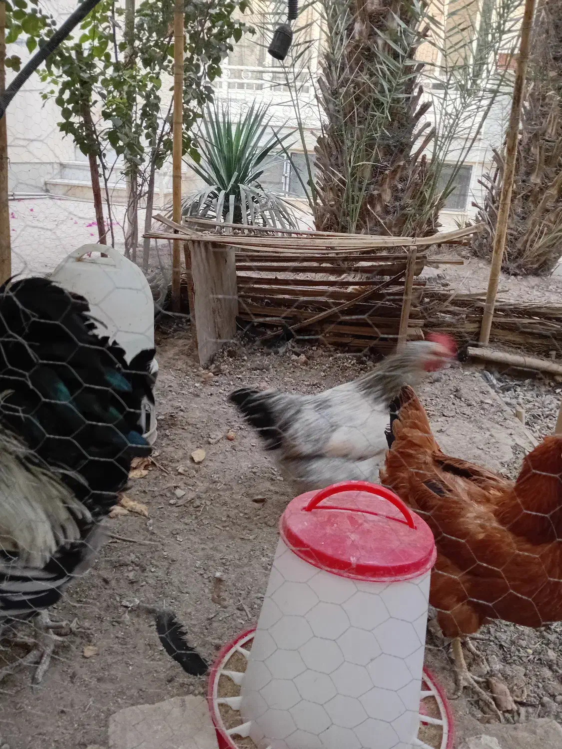 خروس و مرغ|حیوانات مزرعه|قم, باجک یک|دیوار