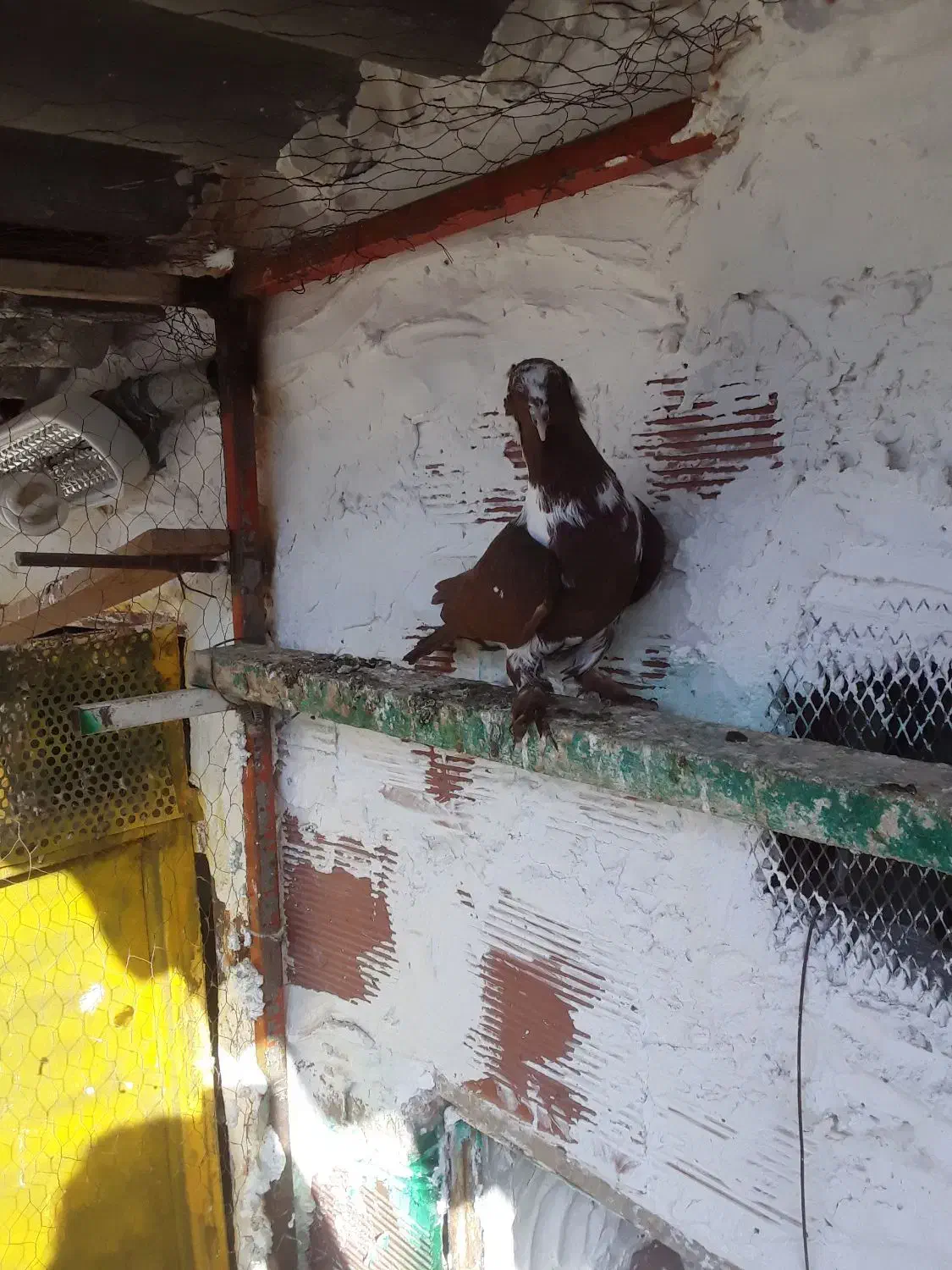 ،ککلی بالا|پرنده|اردبیل, |دیوار