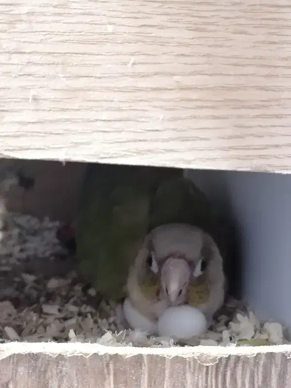 جفت مولد گرینچیک روی تخم|پرنده|قم, شهدا|دیوار