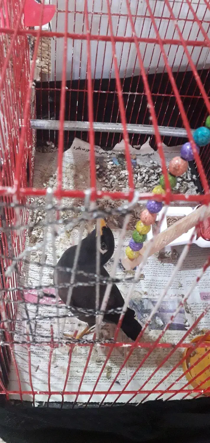 مینا پرنده|پرنده|تربت جام, معدآباد|دیوار