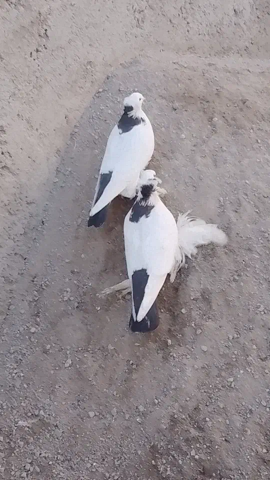 کبوتر|پرنده|تبریز, |دیوار