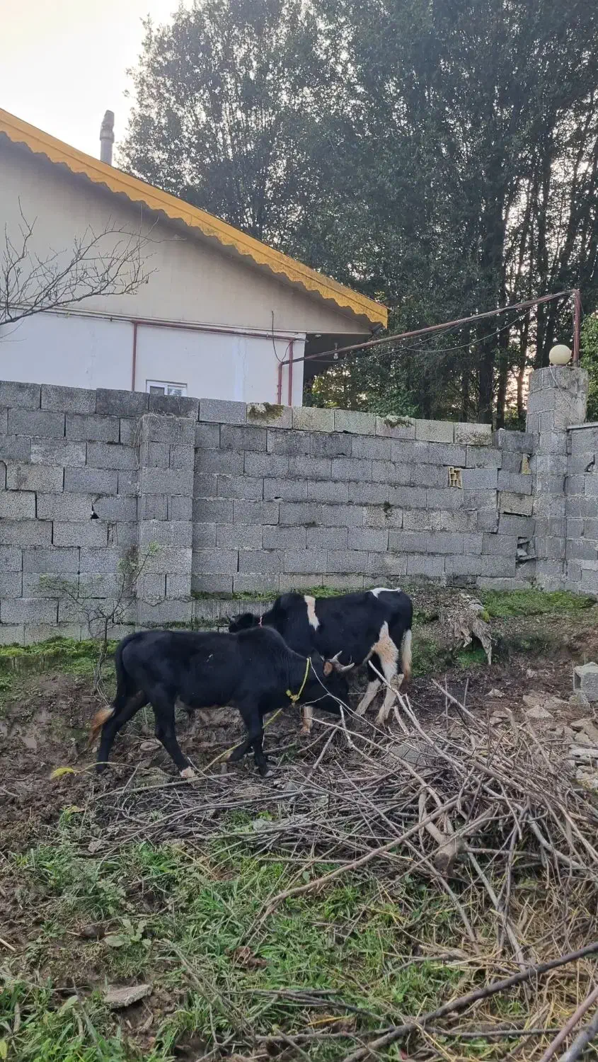 ورزاکوله صحرایی ۲عدد|حیوانات مزرعه|احمدسرگوراب, |دیوار