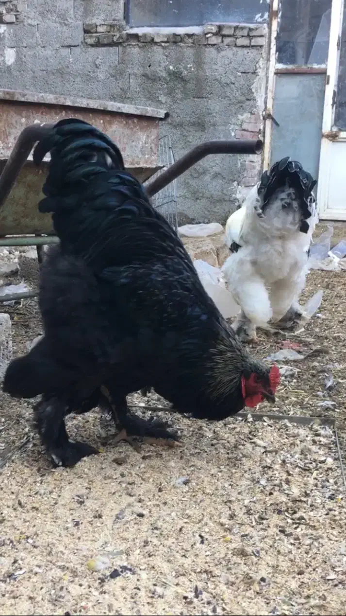 تخم نطفه دار برهما|حیوانات مزرعه|اردبیل, |دیوار