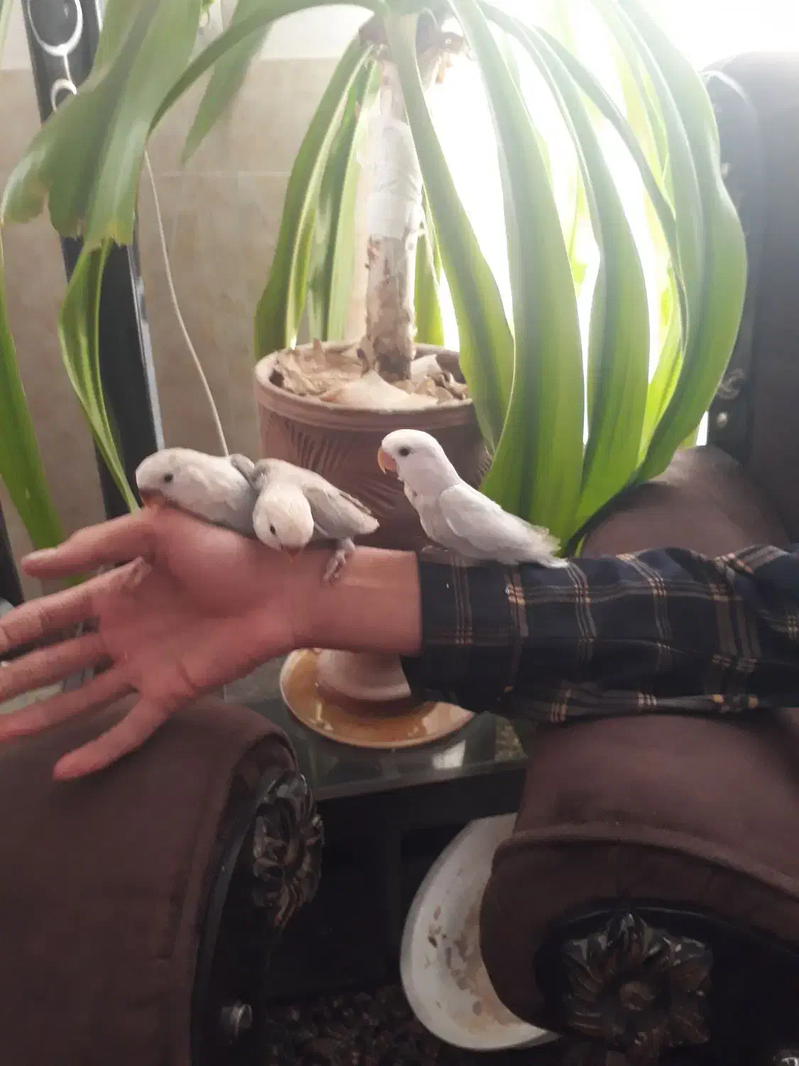 سلام سه عدد طوطی برزیلی(کوتوله)فول رام و دستی|پرنده|بافت, |دیوار