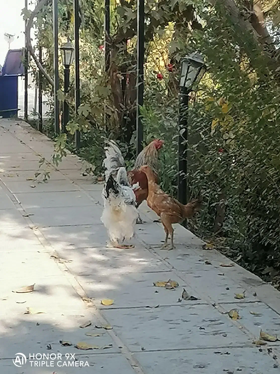 مرغ تخمگذار|حیوانات مزرعه|هشتگرد, سیف آباد|دیوار