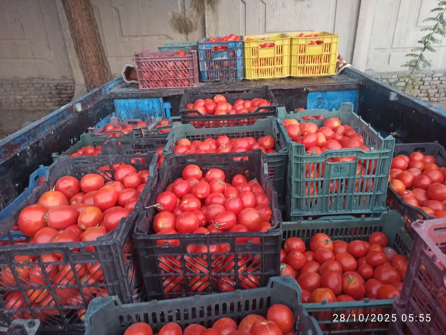 گوجه گوشتی|عمدهفروشی|فریمان, |دیوار