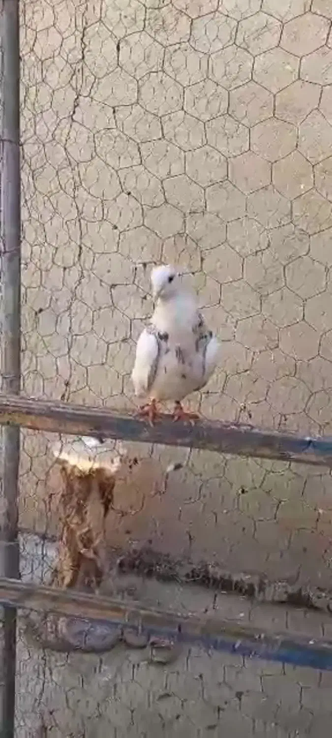 طوقی|پرنده|پاکدشت, پاکدشت (مامازند)|دیوار