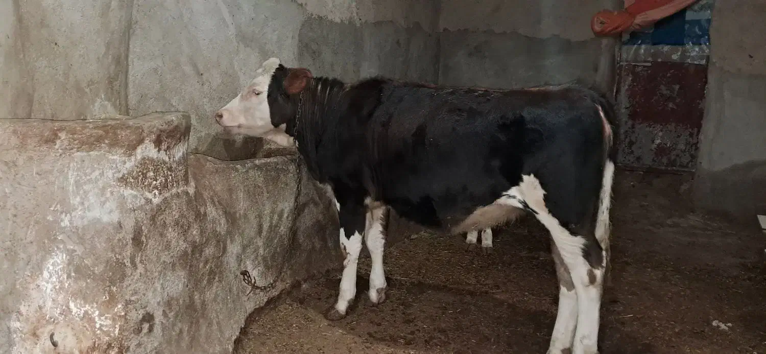 گوساله سیمینتال|حیوانات مزرعه|دیواندره, |دیوار