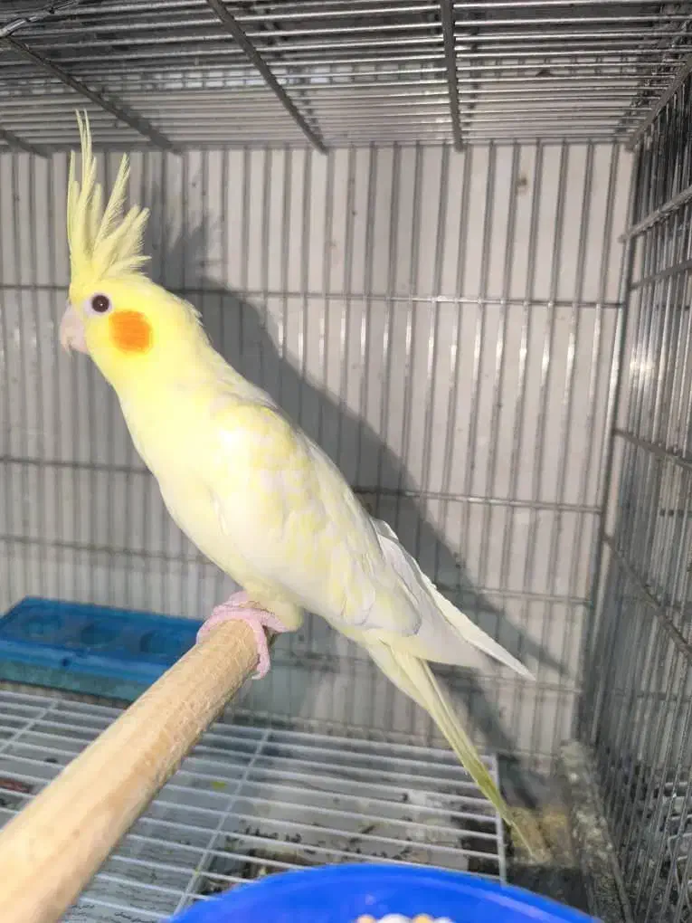 عروس هلندی لوتینو ماده|پرنده|بندرعباس, |دیوار