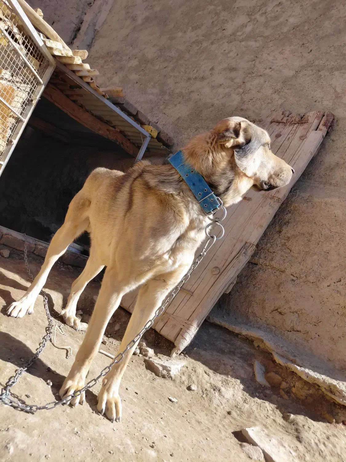 سگ پژدر|سگ|اراک, |دیوار