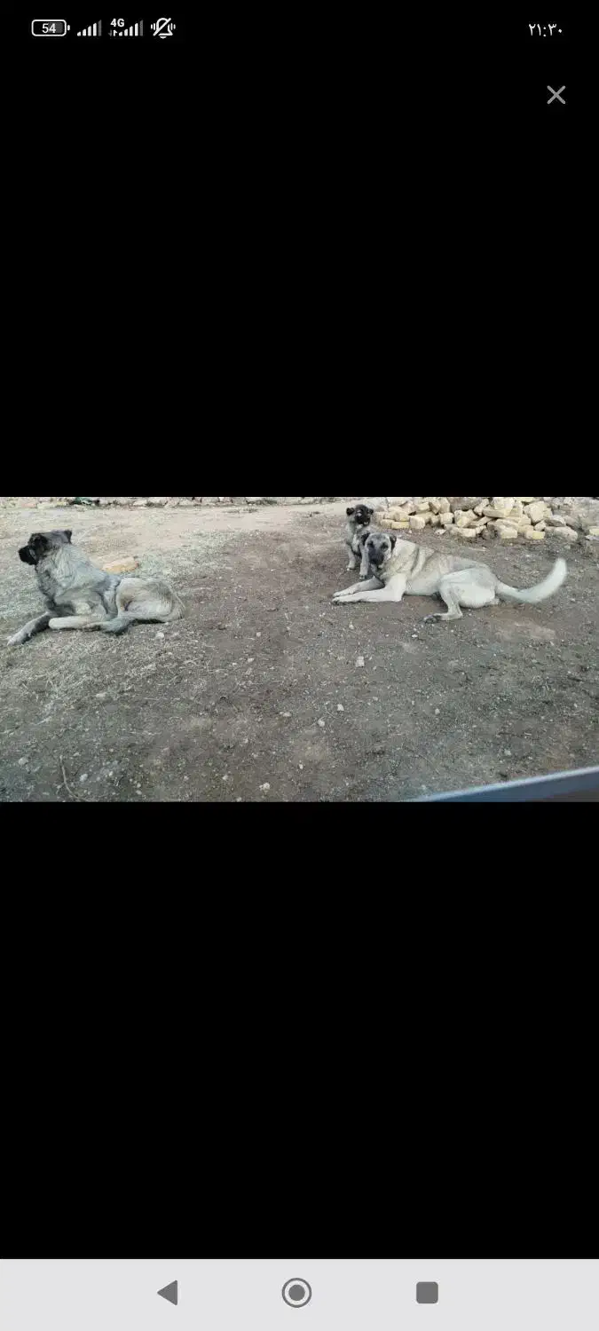 سگ دزدیده شده|سگ|خانمیرزا, |دیوار