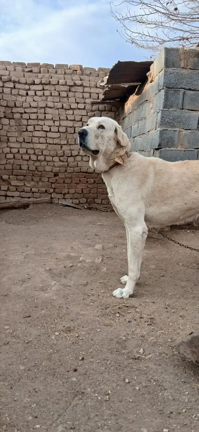 سگ نگهبان بشرط|سگ|ساوه, |دیوار