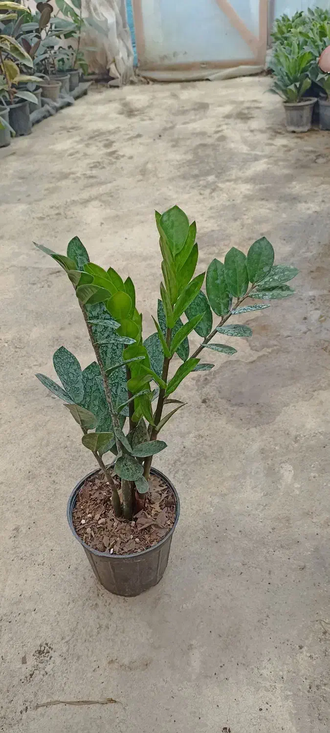 زاموفیلیا سبز|گل و گیاه طبیعی|اسالم, |دیوار