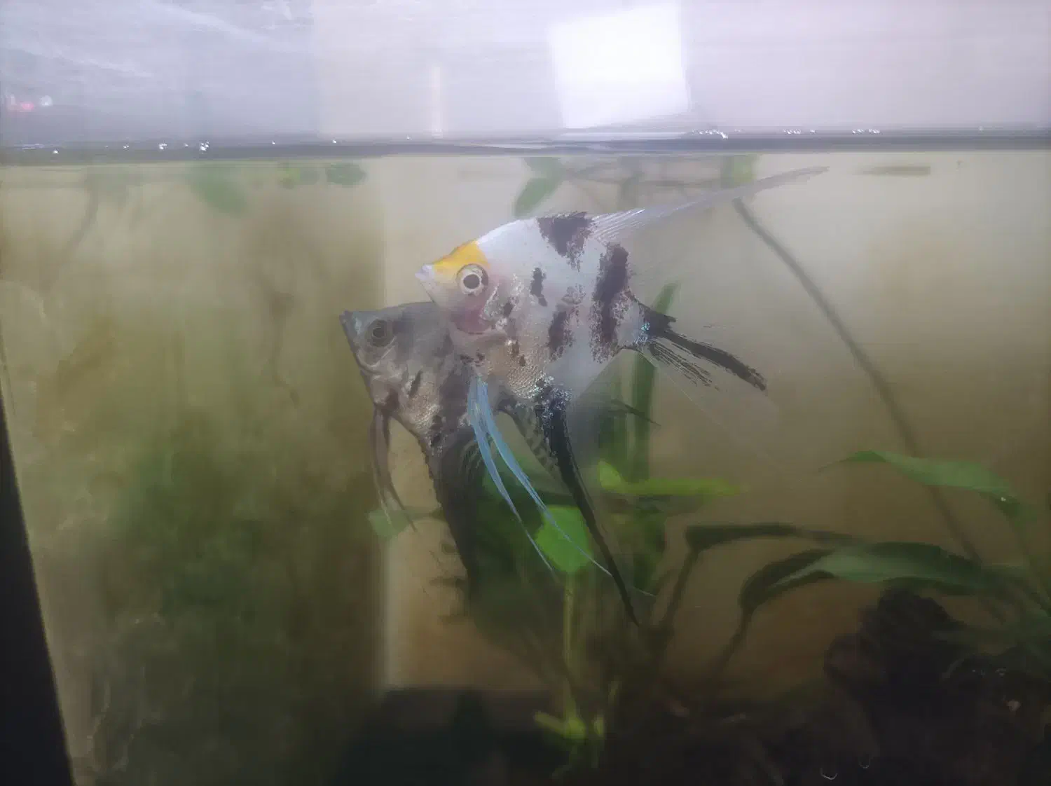 ماهی و گیاه آکواریومی|ماهی|سنندج, |دیوار