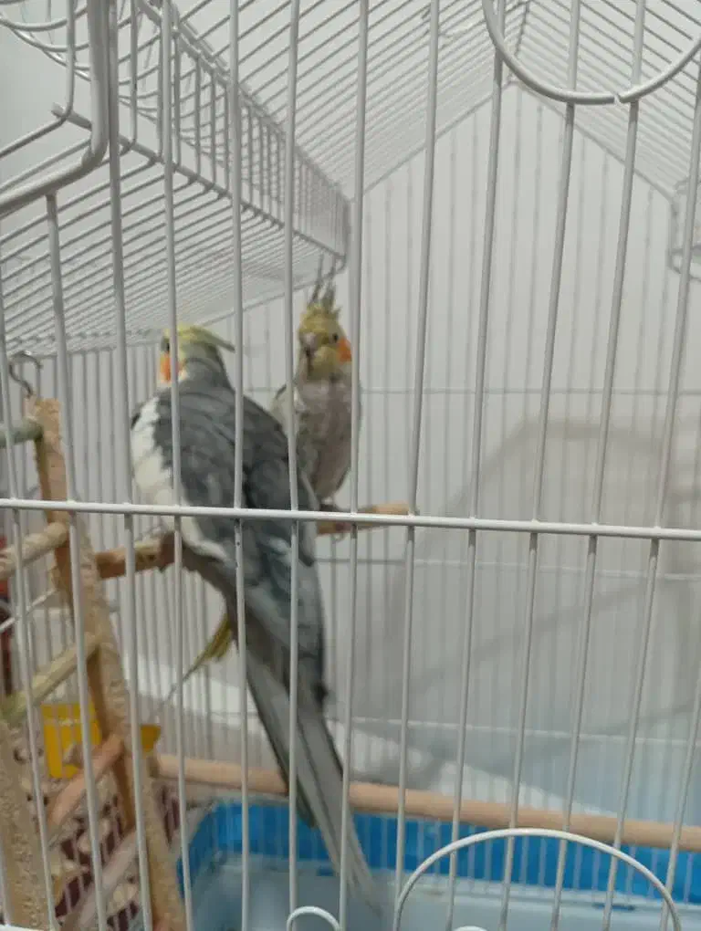 دو عدد عروس هلندی نر وماده اماده تخم گذاری باقفس|پرنده|دزفول, |دیوار