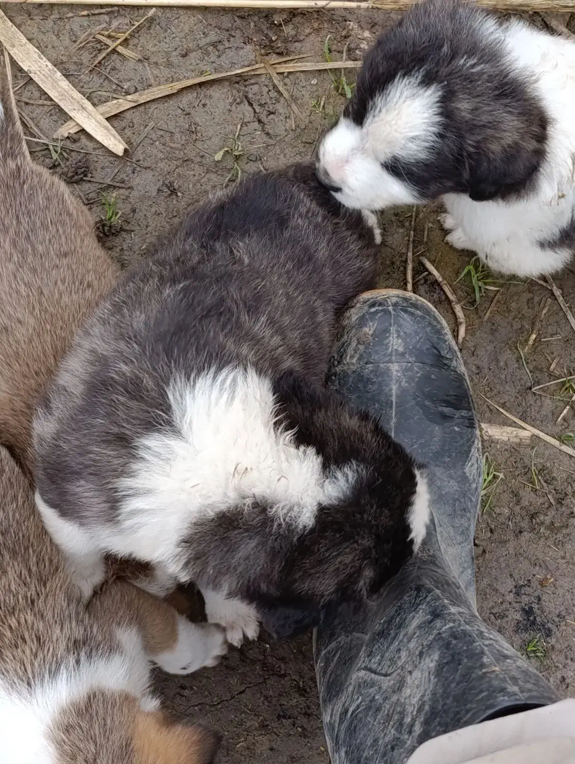 توله سگ|سگ|مینودشت, |دیوار